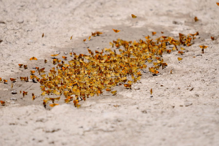Least Skipper Butterflies mud-puddling along dirt road in Ontario, Canada.の写真素材