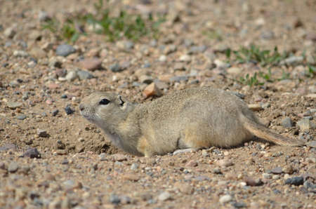 Wild black-tailed prairie dog at Grasslands National Park, in Saskatchewan, Canadaの写真素材