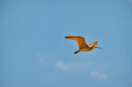 Marbled godwit near Grasslands National Park, Saskatchewan, Canada.の写真素材