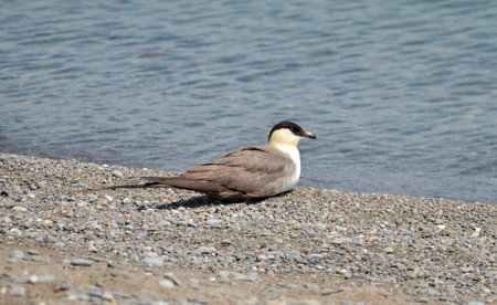 Long-tailed jaeger on the shore of Lake Ontario, Ontario, Canadaの写真素材