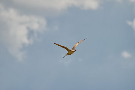 Marbled godwit near Grasslands National Park, Saskatchewan, Canada.の写真素材