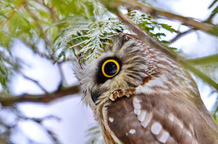 Northern Saw-whet Owl in the wild in Ontario, Canada