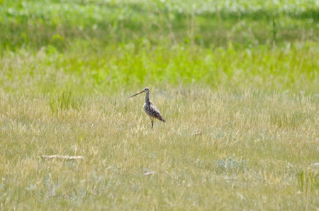 Marbled godwit near Grasslands National Park, Saskatchewan, Canada.の写真素材