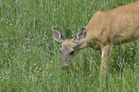 Mule deer in meadow in the Peace River Valley, Alberta, Canada.の写真素材