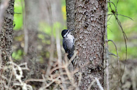 Black-Backed Woodpecker in Prince Albert National Park, Saskatchewan, Canada.の写真素材