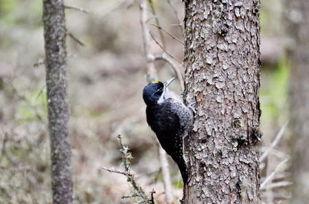 Black-Backed Woodpecker in Prince Albert National Park, Saskatchewan, Canada.