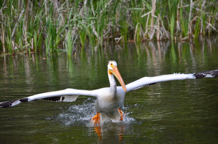 American white pelican along a river in Northern Saskatchewan, Canada.の写真素材