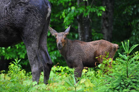 Baby moose calf in spring in Algonquin Park, Ontario, Canada.の写真素材