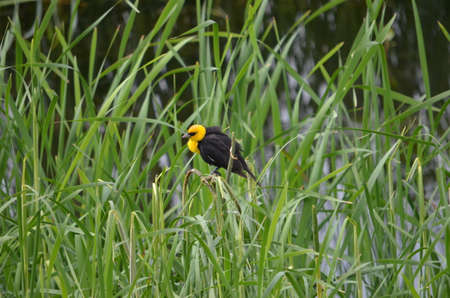 Yellow-headed Blackbird male in a wetlands in southern Saskatchewan, Canada.の写真素材