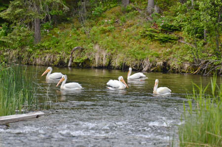American white pelicans along a river in Northern Saskatchewan, Canada.の写真素材