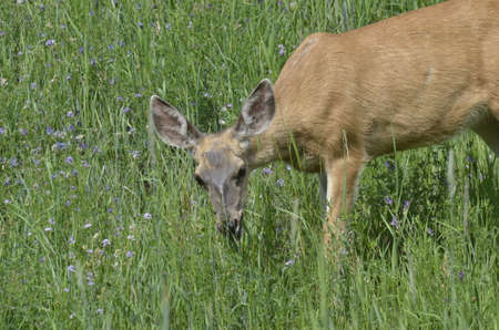 Mule deer in meadow in the Peace River Valley, Alberta, Canada.の写真素材