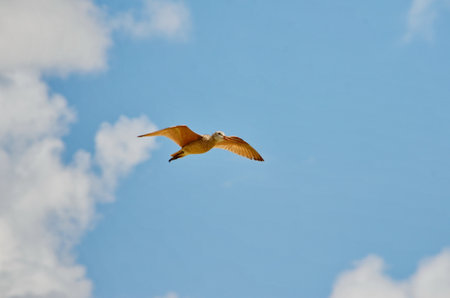 Marbled godwit near Grasslands National Park, Saskatchewan, Canada.の写真素材