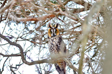 Long-eared Owl in the wild in Ontario, Canadaの写真素材