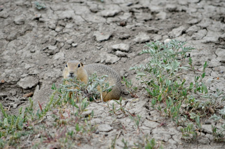Wild black-tailed prairie dog at Grasslands National Park, in Saskatchewan, Canadaの写真素材