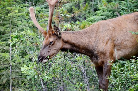 Bull Elk in velvet, foraging in Jasper National Parkの写真素材