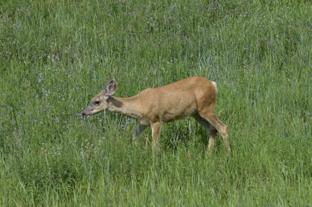Mule deer in meadow in the Peace River Valley, Alberta, Canada.の写真素材
