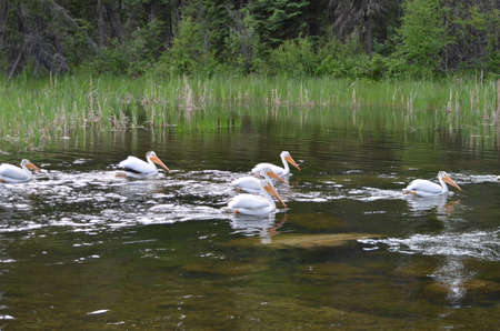 American white pelicans along a river in Northern Saskatchewan, Canada.の写真素材