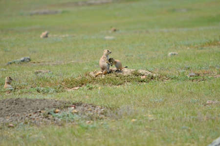 Wild black-tailed prairie dog at Grasslands National Park, in Saskatchewan, Canadaの写真素材