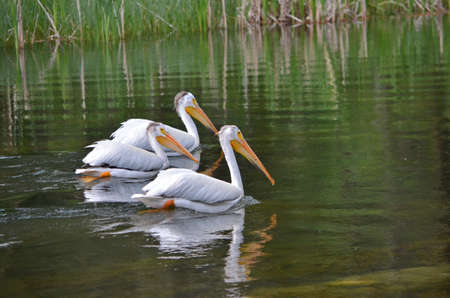 American white pelicans along a river in Northern Saskatchewan, Canada.の写真素材