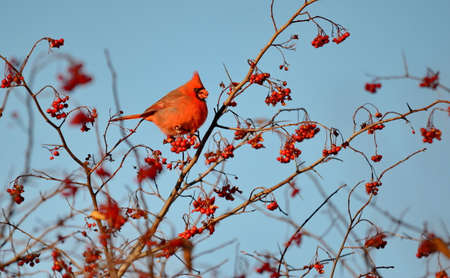 Male Northern Cardinal (Cardinalis cardinalis) eating red berries