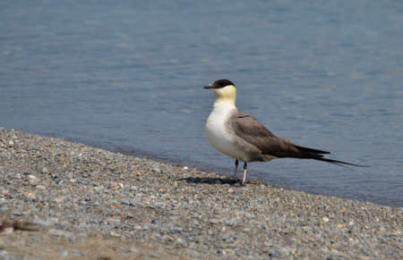 Long-tailed jaeger on the shore of Lake Ontario, Ontario, Canadaの写真素材