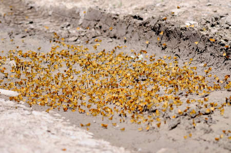 Least Skipper Butterflies mud-puddling along dirt road in Ontario, Canada.の写真素材