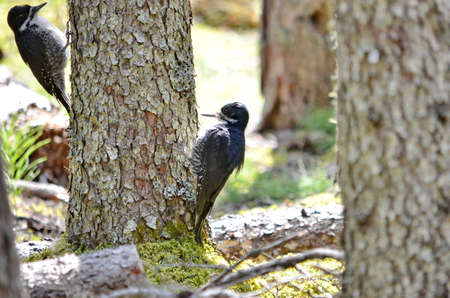 Black-Backed Woodpecker in Prince Albert National Park, Saskatchewan, Canada.の写真素材