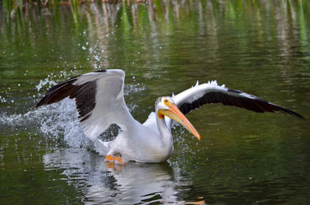 American white pelican take to flight in Saskatchewan, Canadaの写真素材