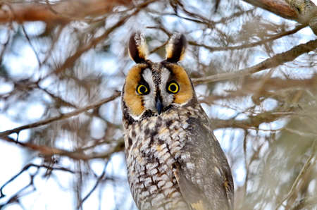Long-eared Owl in the wild in Ontario, Canadaの写真素材
