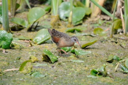 Virginia Rail, adult bird in marsh, Ontario, Canadaの写真素材