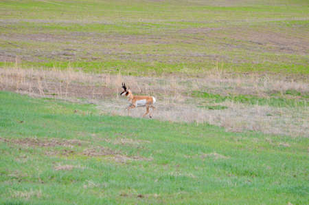 Wild Pronghorn antelope in a farm field in southern Saskatchewan, Canada.の写真素材