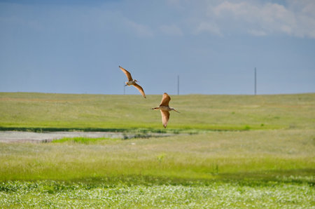 Marbled godwit near Grasslands National Park, Saskatchewan, Canada.の写真素材