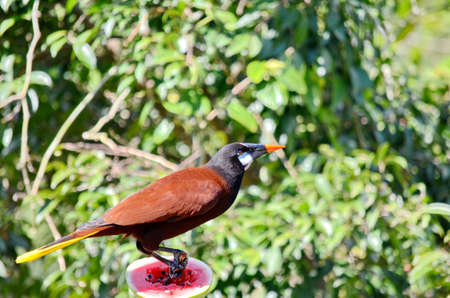 Montezuma Oropendola one of Costa Rica's most iconic bird speciesの写真素材