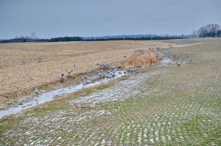 Sandhill Cranes in a corn field near Long Point, Ontario, Canada.の写真素材