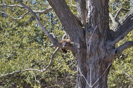 Groundhog also known as a woodchuck sitting on tree branchの写真素材