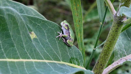Gray Tree Frog on a milkweed plant in Ontario, Canada.