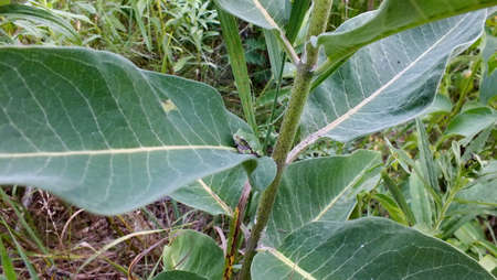 Gray Tree Frog on a milkweed plant in Ontario, Canada.