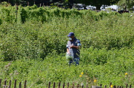 Markham, Ontario, Canada, August 30, 2020: People harvest fresh vegetables at a pick your own farm while wearing protective face masks during the Covid-19 coronavirus pandemic.のeditorial素材
