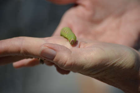 Great Ash Sphinx Moth caterpillar (larva) in Ontario, Canada.の写真素材