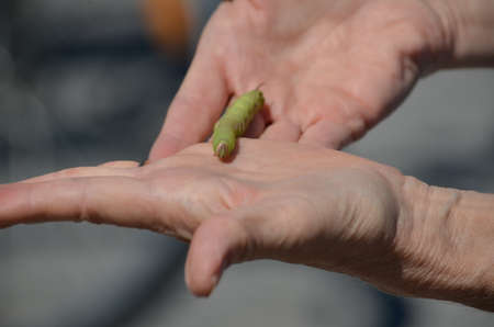 Great Ash Sphinx Moth caterpillar (larva) in Ontario, Canada.の写真素材