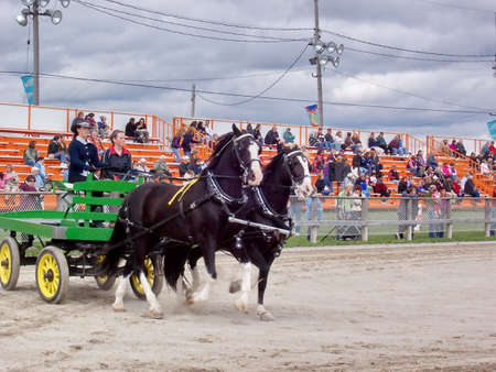 Markham, Ontario, Canada, October 4, 2008: Entrants display their horses and drays during the Markham Fair. This fair is one of  Canadaâs oldest dating back to 1844.のeditorial素材