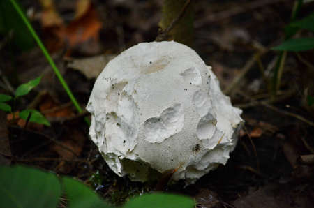 Puffball mushroom growing wild in Ontario, Canadaの写真素材
