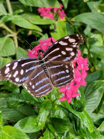 Blue-Banded Purplewing Butterfly, a small strickly beautiful butterfly in Costa Rica.の写真素材