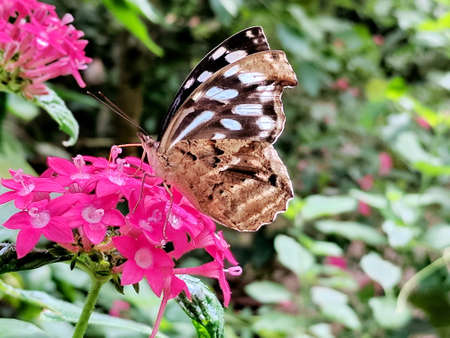 Blue-Banded Purplewing Butterfly, a small strickly beautiful butterfly in Costa Rica.の写真素材