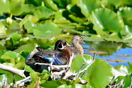 Wood ducks in a wetland in Ontario, Canada.の写真素材