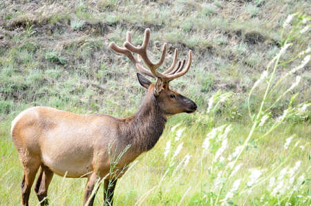 Bull Elk foraging in Jasper National Park, Alberta, Canada.の写真素材