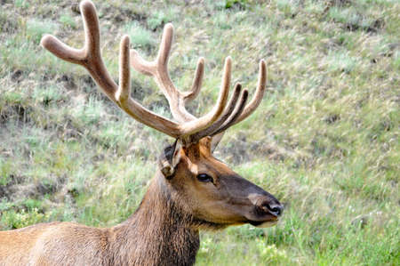 Bull Elk foraging in Jasper National Park, Alberta, Canada.の写真素材