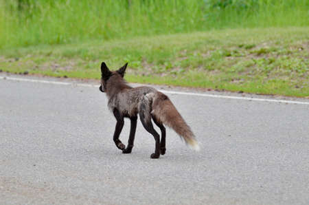 Silver Fox, a melanistic variety of red fox along a paved road in Saskatchewan, Canada.の写真素材