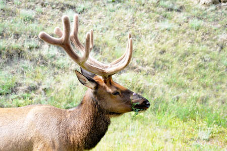 Bull Elk foraging in Jasper National Park, Alberta, Canada.の写真素材
