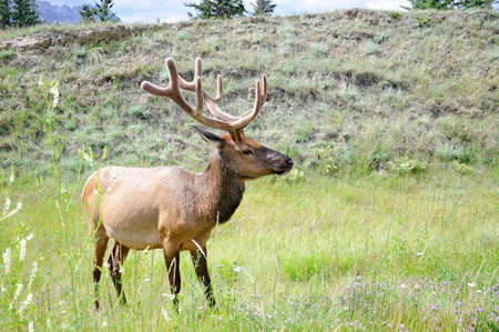 Bull Elk foraging in Jasper National Park, Alberta, Canada.の写真素材